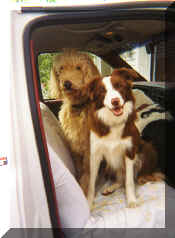 truckdogs.jpg (68857 bytes)